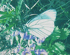 UVカットイメージ(未処理)